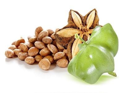 GIỚI THIỆU CÔNG DỤNG VÀ LỢI ÍCH SỨC KHỎE CỦA SACHA INCHI