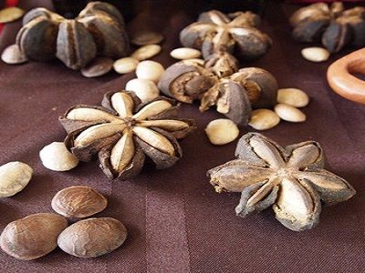 VÌ SAO SACHA INCHI ĐƯỢC MỆNH DANH LÀ 